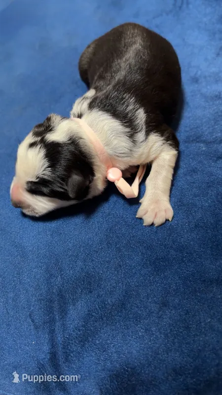 Dynasty – German Shepherd Dog puppy for sale in Euclid, OH