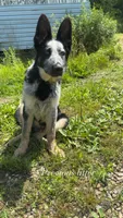 Pandora, a  German Shepherd Dog for sale in Euclid, OH – 8 of 10