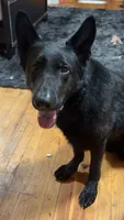 Pandora, a  German Shepherd Dog for sale in Euclid, OH – 7 of 10