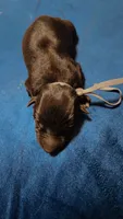 Gray, a male German Shepherd Dog for sale in Euclid, OH – 2 of 3