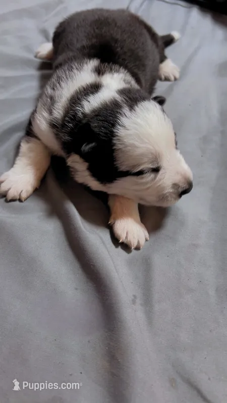 Draco – German Shepherd Dog puppy for sale in Euclid, OH