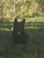 Pandora upcoming litter, a  German Shepherd Dog for sale in Euclid, OH – 4 of 8