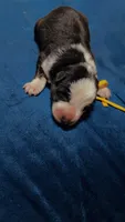 SpongeBob, a male German Shepherd Dog for sale in Euclid, OH – 3 of 4