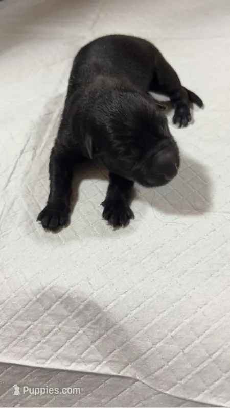 Neptune  – German Shepherd Dog puppy for sale in Euclid, OH