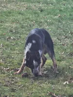 Pandora, a  German Shepherd Dog for sale in Euclid, OH – 3 of 10