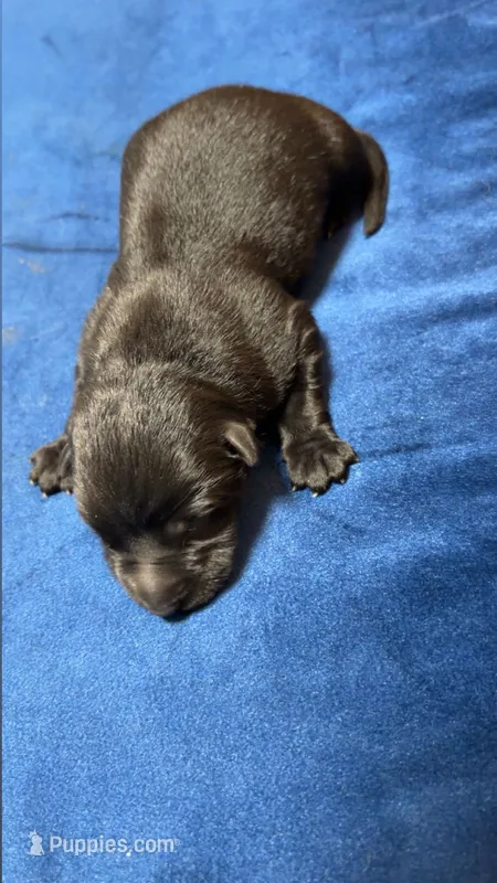 Neptune  – German Shepherd Dog puppy for sale in Euclid, OH