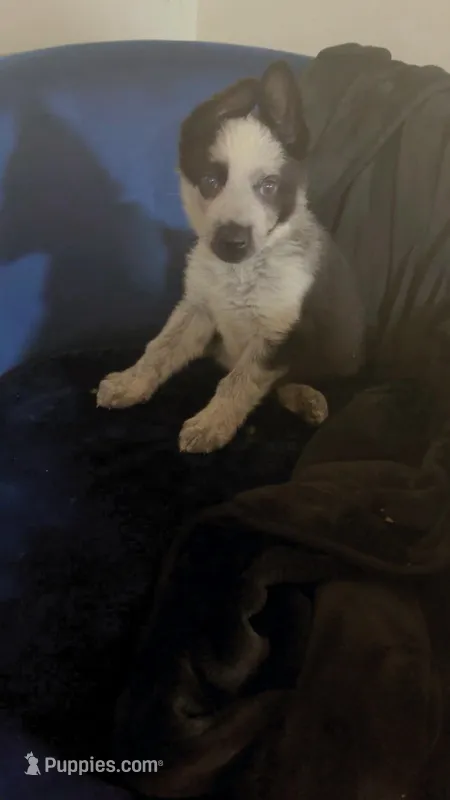 Frost, a male German Shepherd Dog for sale in Euclid, OH – Photo 1 of 10