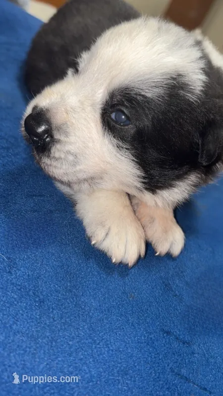 SpongeBob – German Shepherd Dog puppy for sale in Euclid, OH