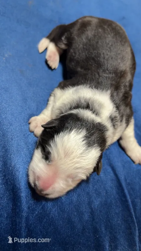 Sandy cheeks – German Shepherd Dog puppy for sale in Euclid, OH
