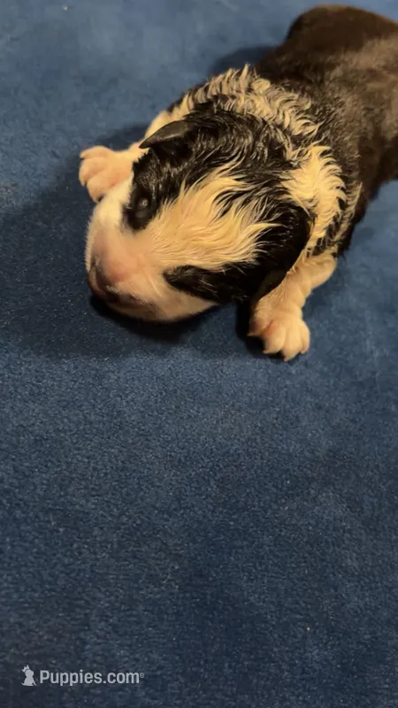 Dynasty – German Shepherd Dog puppy for sale in Euclid, OH