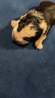 Dynasty, a female German Shepherd Dog for sale in Euclid, OH – 1 of 1
