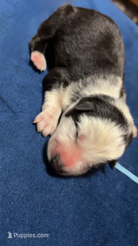 Draco – German Shepherd Dog puppy for sale in Euclid, OH