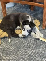 Pandora, a female German Shepherd Dog for sale in Euclid, OH – Photo 2 of 5