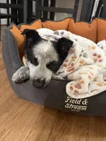 Pandora, a female German Shepherd Dog for sale in Euclid, OH – Photo 3 of 5