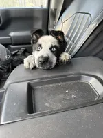 Pandora, a female German Shepherd Dog for sale in Euclid, OH – Photo 4 of 5