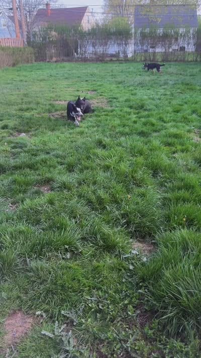 Pandora, a  German Shepherd Dog for sale in Euclid, OH – 6 of 10