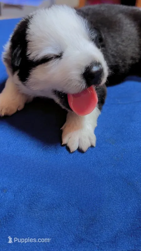 SpongeBob – German Shepherd Dog puppy for sale in Euclid, OH