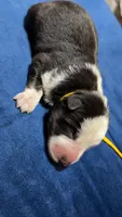 SpongeBob, a male German Shepherd Dog for sale in Euclid, OH – 2 of 4