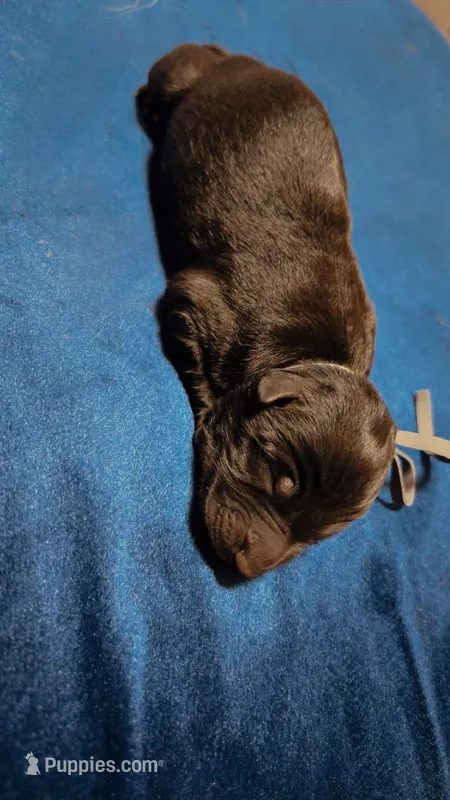 Gray – German Shepherd Dog puppy for sale in Euclid, OH