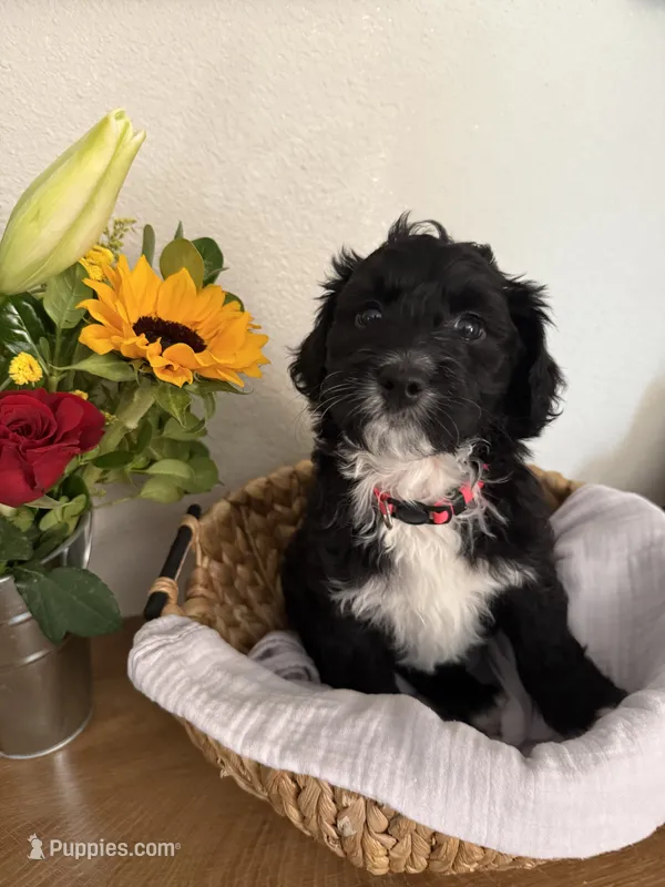 Luna – Aussiedoodle puppy for sale in Reno, NV