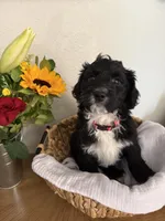 Luna, a female Aussiedoodle for sale in Reno, NV – 1 of 1