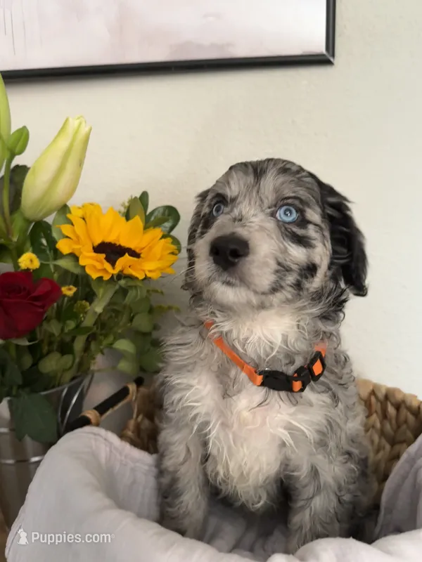 Paisley – Aussiedoodle puppy for sale in Reno, NV