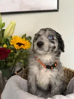 Paisley, a female Aussiedoodle for sale in Reno, NV – 1 of 1