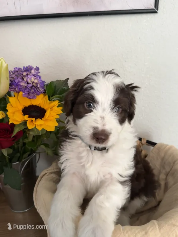 Toby – Aussiedoodle puppy for sale in Reno, NV