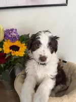 Toby, a male Aussiedoodle for sale in Reno, NV – 1 of 1