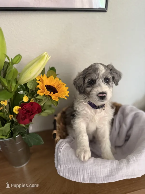 Bonnie  – Aussiedoodle puppy for sale in Reno, NV