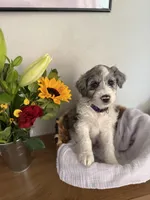 Bonnie , a female Aussiedoodle for sale in Reno, NV – 1 of 1