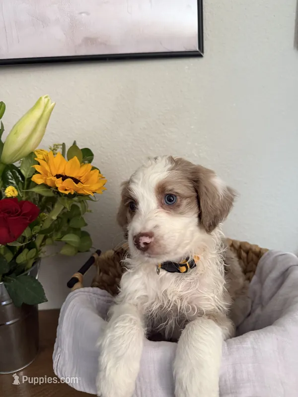Dixie  – Aussiedoodle puppy for sale in Reno, NV