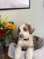 Dixie , a female Aussiedoodle for sale in Reno, NV – 1 of 1