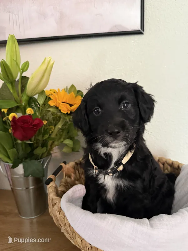 Daisy – Aussiedoodle puppy for sale in Reno, NV