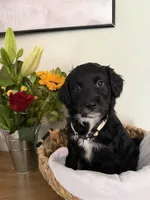Daisy, a female Aussiedoodle for sale in Reno, NV – 1 of 1
