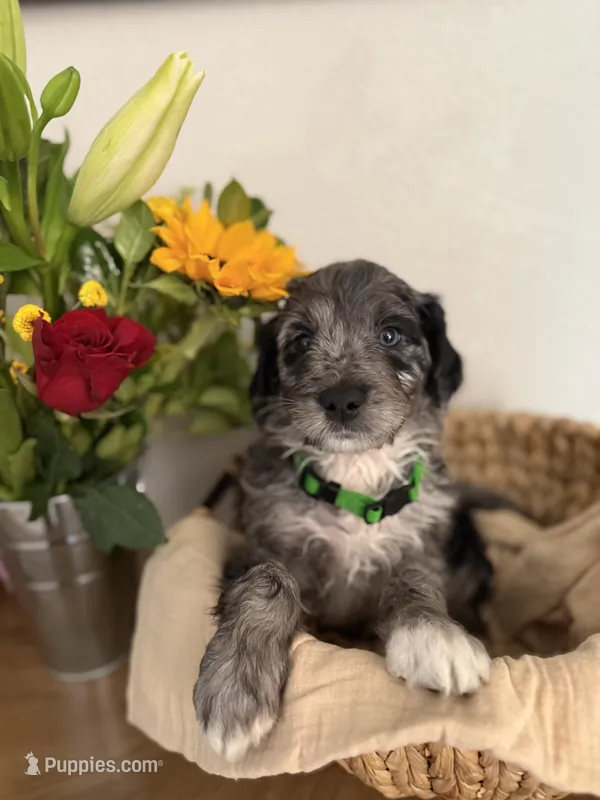 Milo – Aussiedoodle puppy for sale in Reno, NV