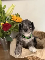 Milo, a male Aussiedoodle for sale in Reno, NV – 1 of 1