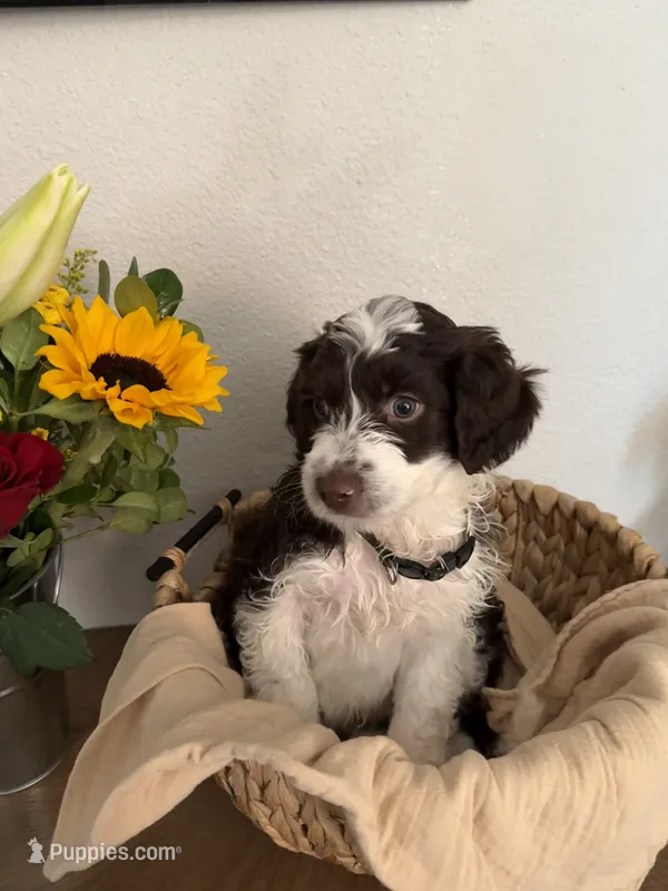 Ossie  – Aussiedoodle puppy for sale in Reno, NV