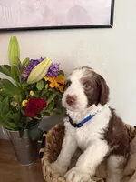 Leo, a male Aussiedoodle for sale in Reno, NV – 1 of 1