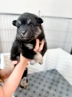 Teddy , a male Pomsky for sale in Greenville, MI – 2 of 8
