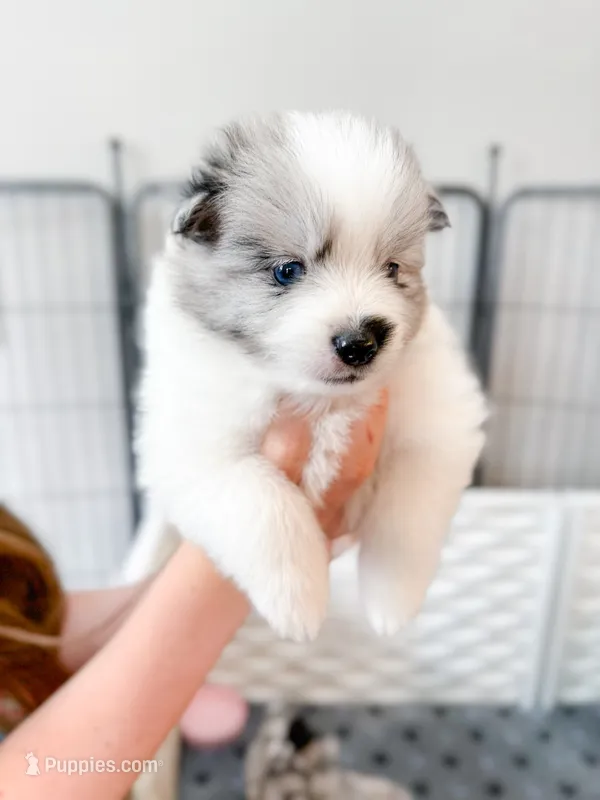 Mochi, a male Pomsky for sale in Greenville, MI – 1 of 7