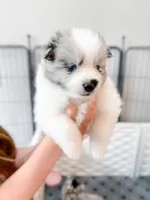 Mochi, a male Pomsky for sale in Greenville, MI – 1 of 7