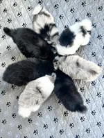 Teddy , a male Pomsky for sale in Greenville, MI – 3 of 8