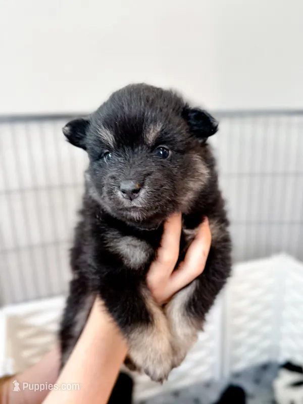 Teddy , a male Pomsky for sale in Greenville, MI – 1 of 8