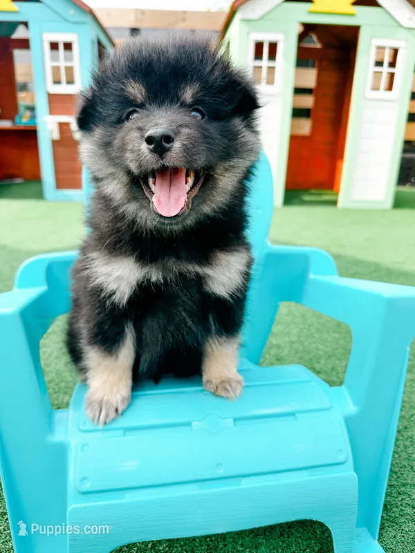 Teddy  – Pomsky puppy for sale in Greenville, MI