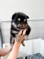 Bambi , a female Pomsky for sale in Greenville, MI – 2 of 8