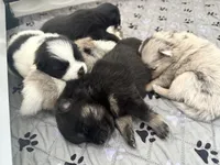 Bambi , a female Pomsky for sale in Greenville, MI – 6 of 8