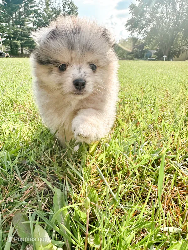 Mabel – Pomsky puppy for sale in Greenville, MI