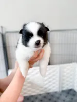 Panda, a female Pomsky for sale in Greenville, MI – 2 of 6
