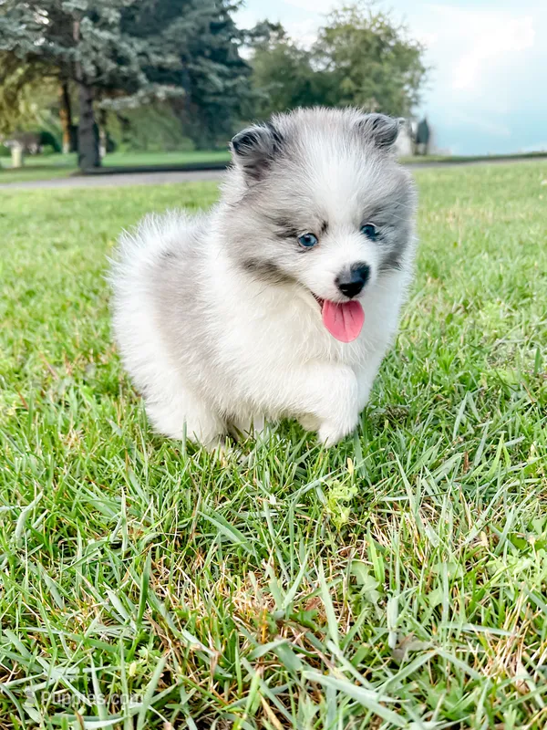 Mochi – Pomsky puppy for sale in Greenville, MI